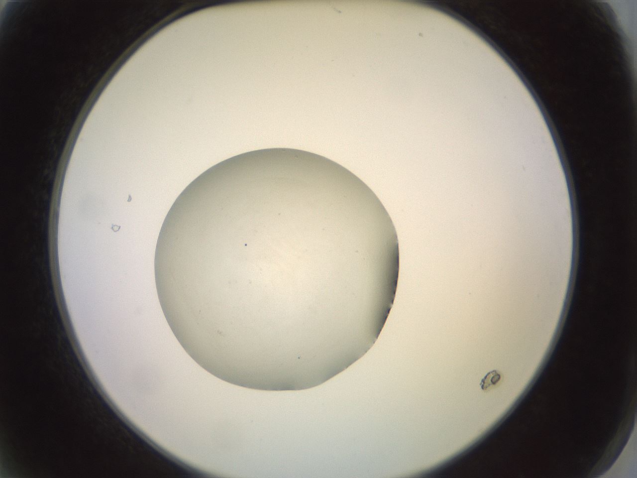 folderID851_plateID1851_batchID7985_wellNum2_profileID1_d2_r124705_ef.jpg