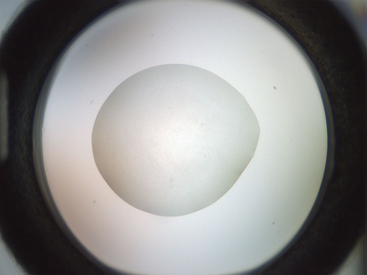 folderID852_plateID1852_batchID7657_wellNum87_profileID1_d1_r124106_ef.jpg