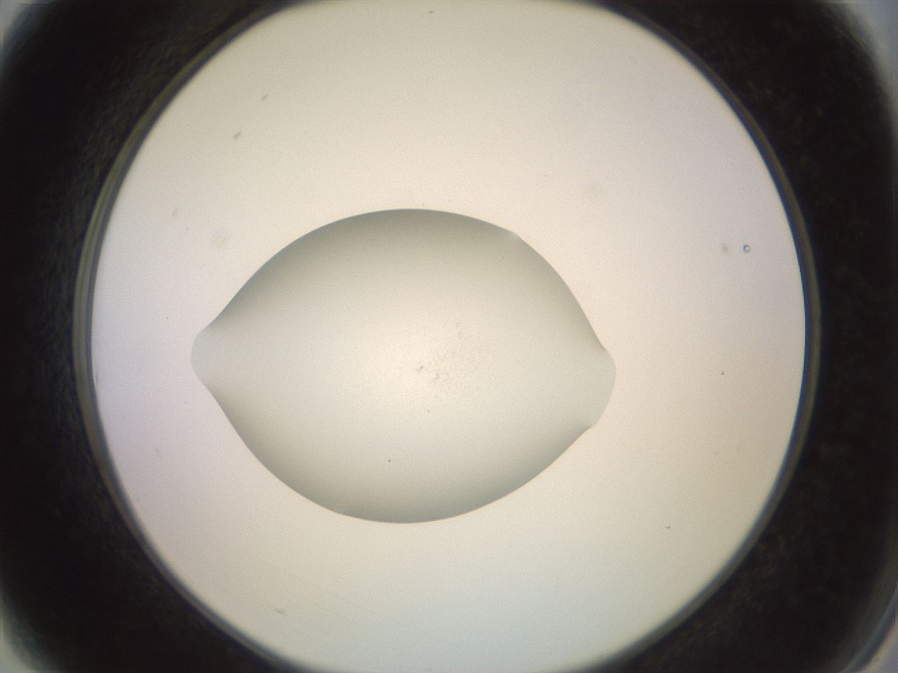 folderID853_plateID1853_batchID7695_wellNum3_profileID1_d2_r124323_ef.jpg