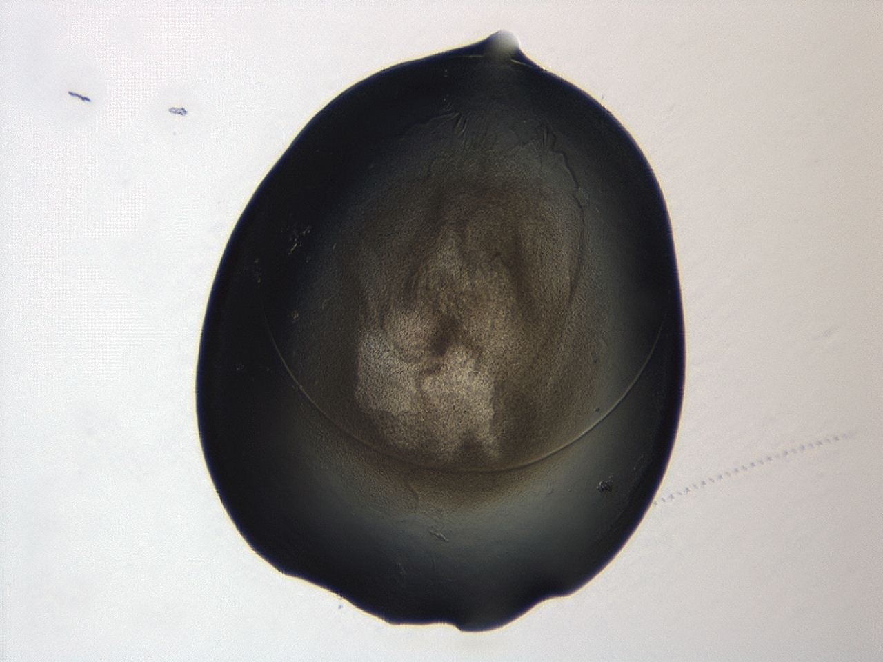 04cp_A9_ImagerDefaults_3.jpg