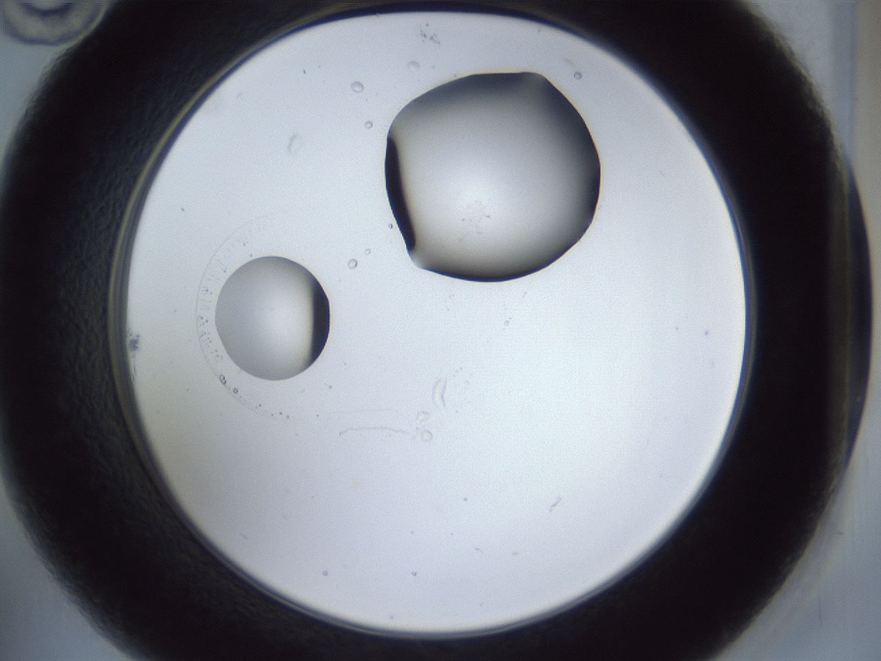 folderID859_plateID859_batchID994_wellNum22_profileID1_d2_r30586_ef.jpg