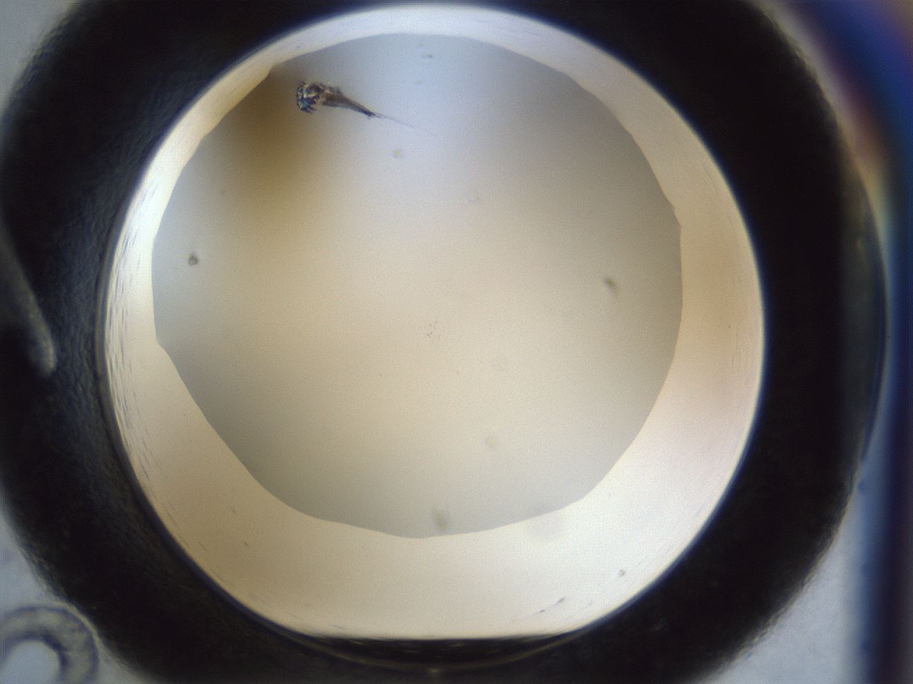 folderID862_plateID862_batchID1000_wellNum12_profileID1_d1_r29989_ef.jpg