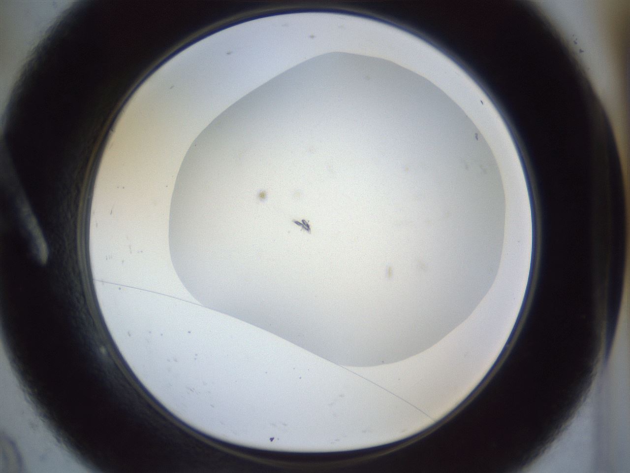 folderID865_plateID865_batchID1019_wellNum9_profileID1_d1_r29407_ef.jpg