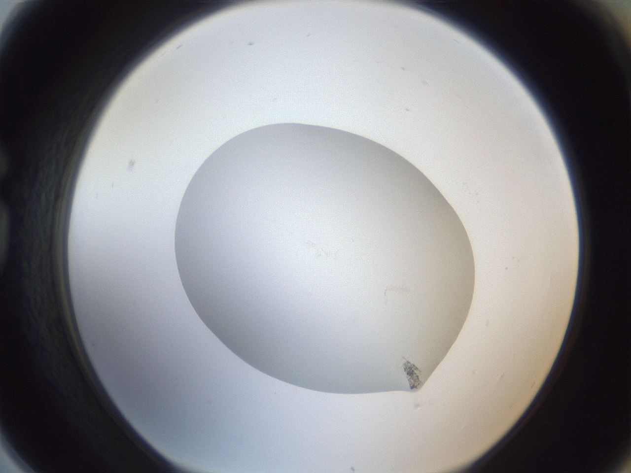 folderID90_plateID1090_batchID2189_wellNum78_profileID1_d1_r48527_ef.jpg