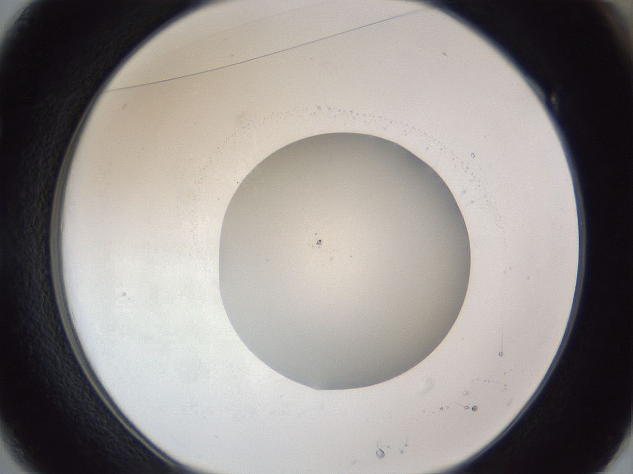 folderID90_plateID1090_batchID3127_wellNum49_profileID1_d1_r48469_ef.jpg