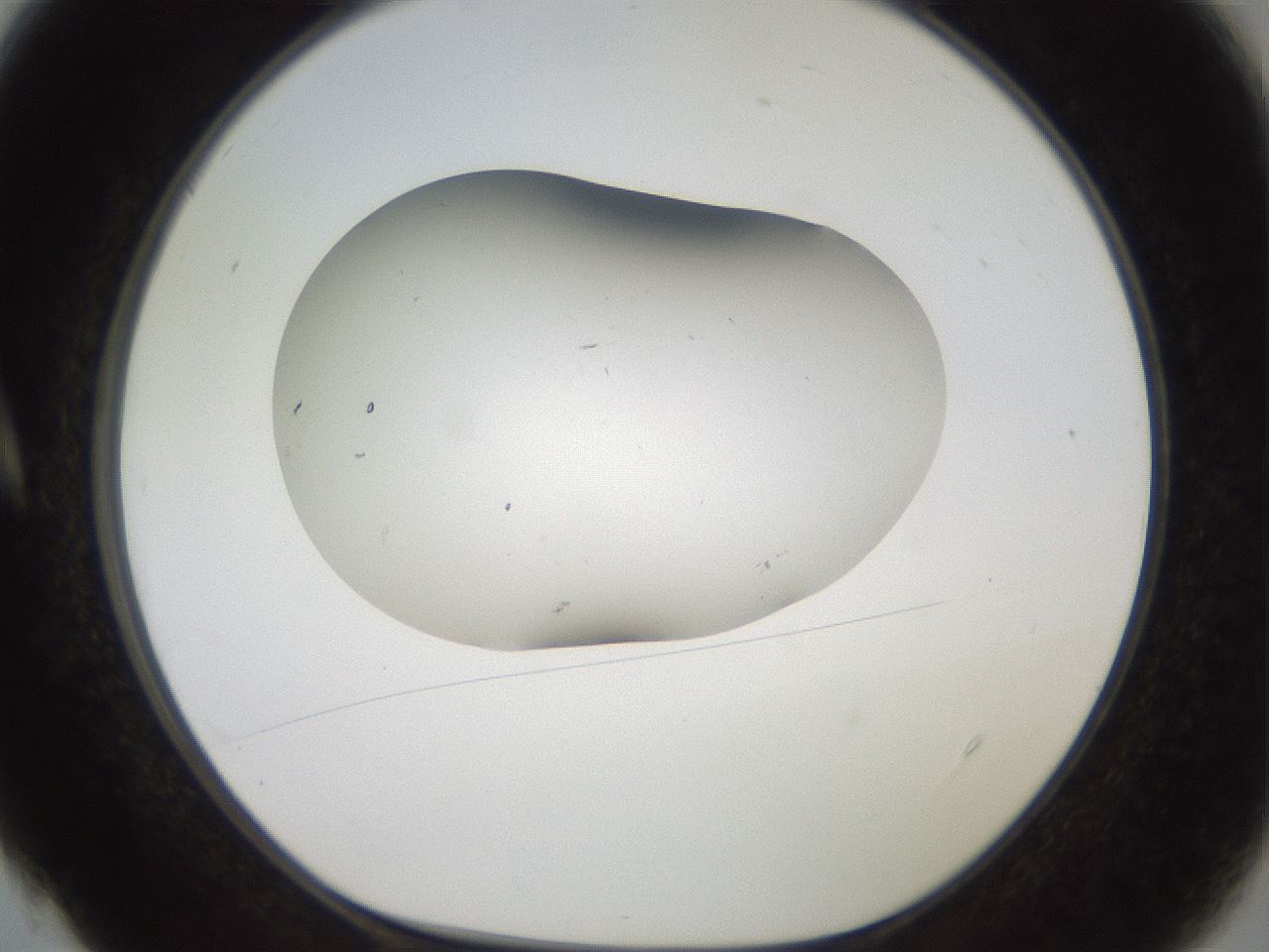 folderID918_plateID1918_batchID8274_wellNum4_profileID1_d1_r128105_ef.jpg