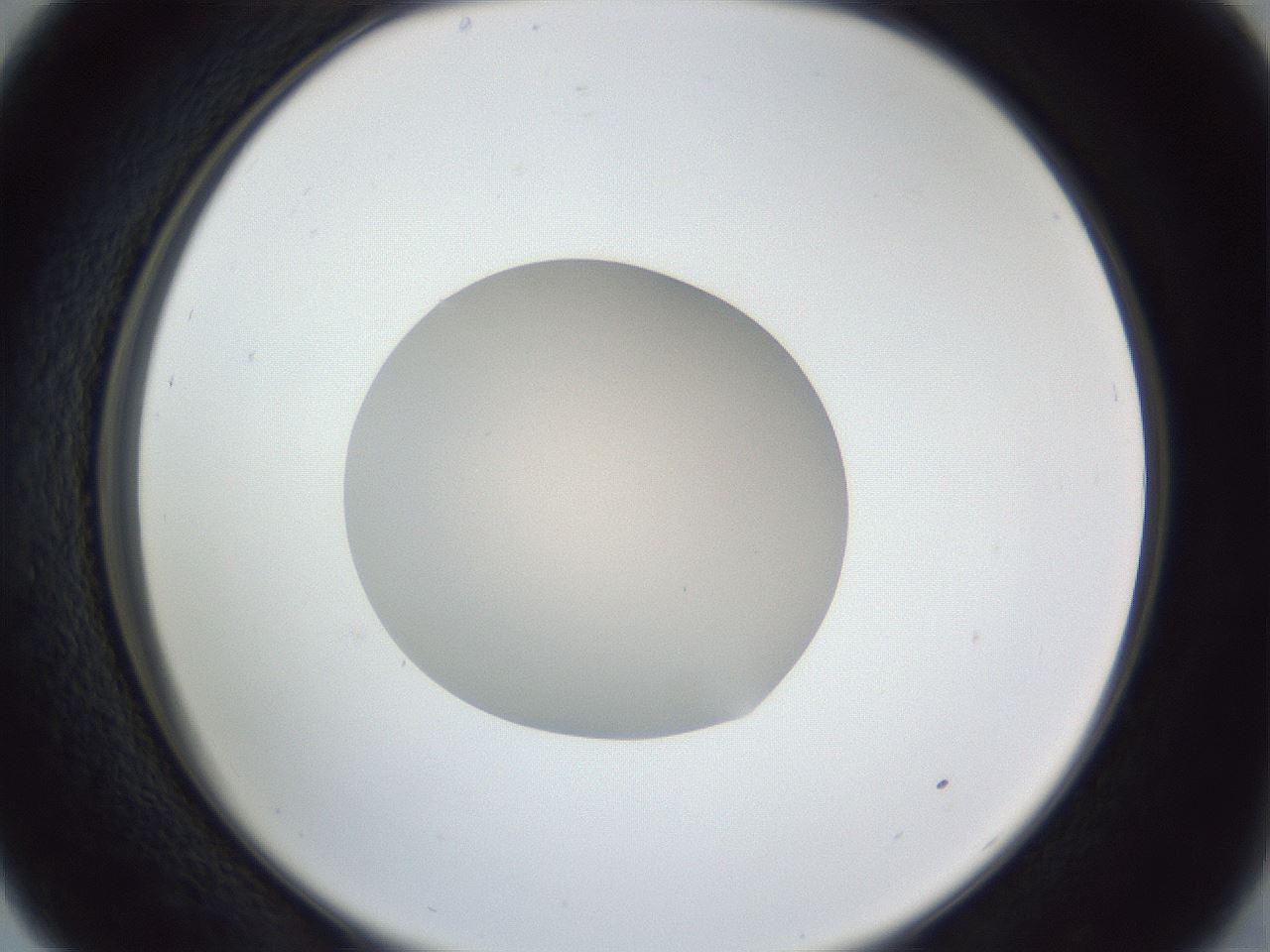 folderID91_plateID1091_batchID2529_wellNum29_profileID1_d2_r48238_ef.jpg