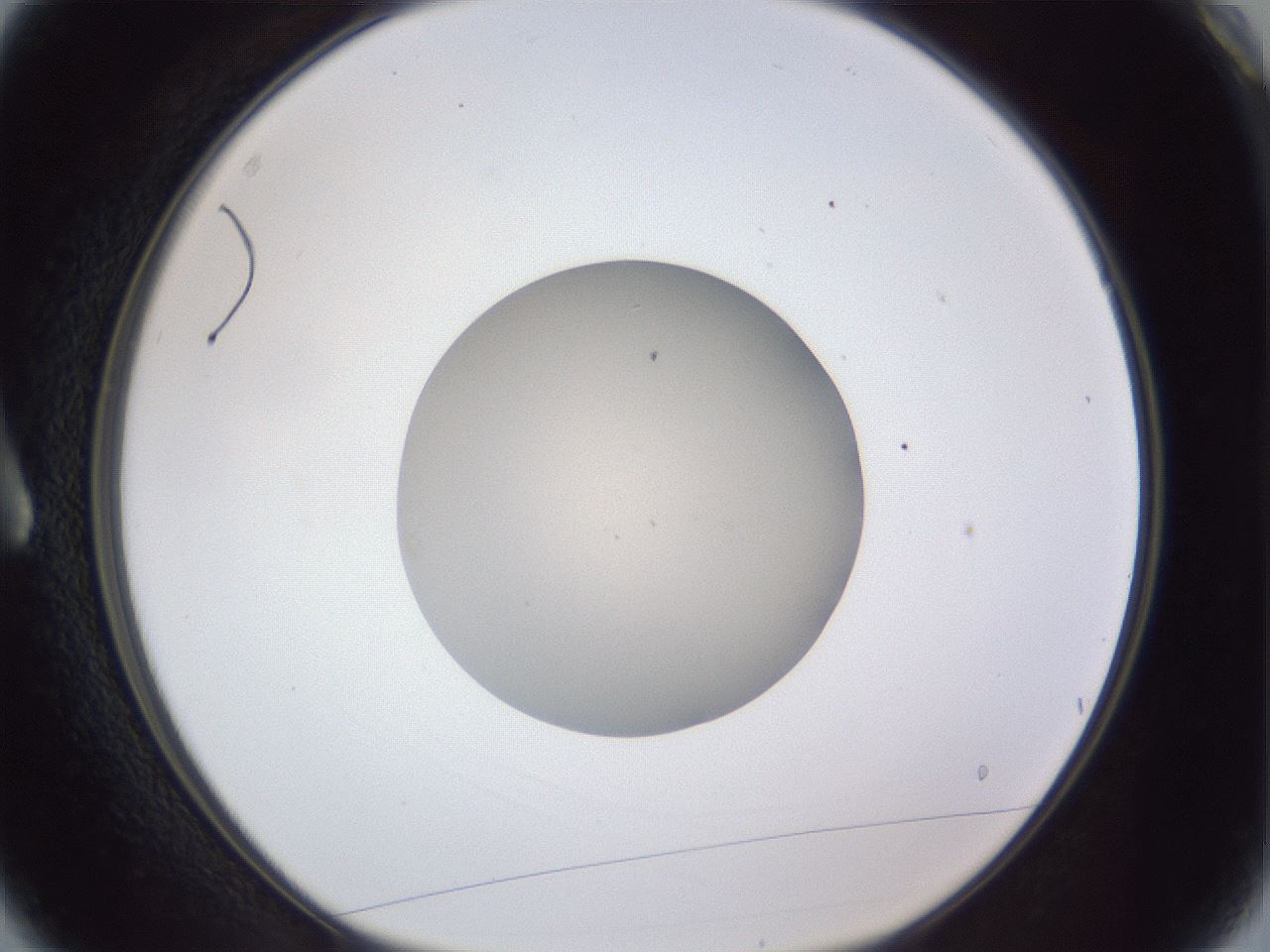 folderID91_plateID1091_batchID2529_wellNum3_profileID1_d1_r48185_ef.jpg
