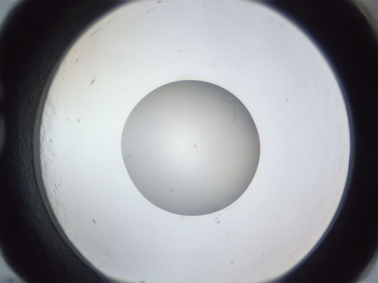 folderID91_plateID1091_batchID2529_wellNum83_profileID1_d1_r48345_ef.jpg