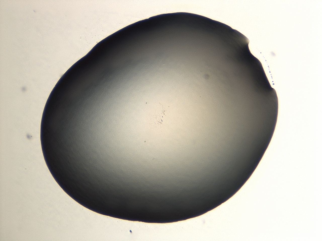 04cq_A11_ImagerDefaults_0.jpg