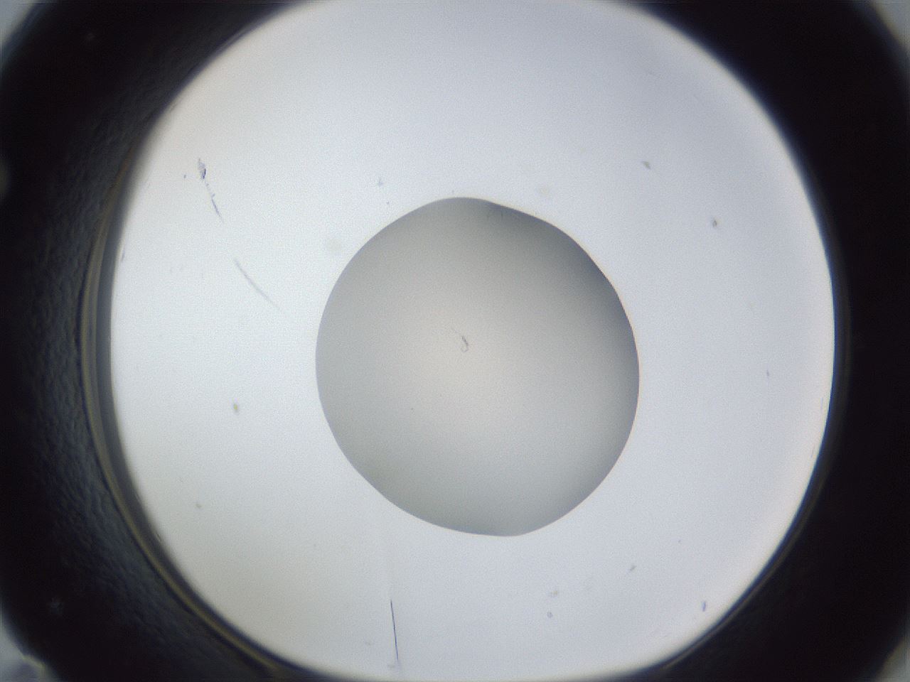 folderID91_plateID1091_batchID3124_wellNum71_profileID1_d1_r48321_ef.jpg