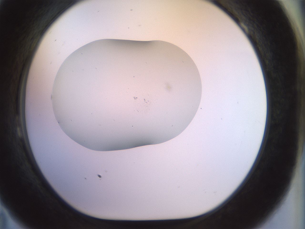 folderID923_plateID1923_batchID8269_wellNum23_profileID1_d1_r127740_ef.jpg