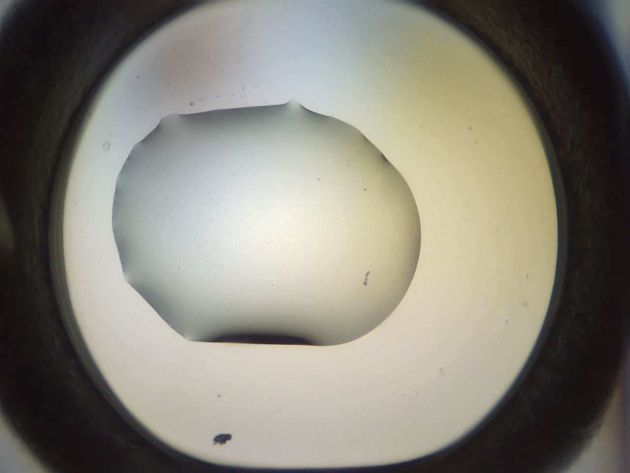 folderID923_plateID1923_batchID8269_wellNum5_profileID1_d1_r127722_ef.jpg