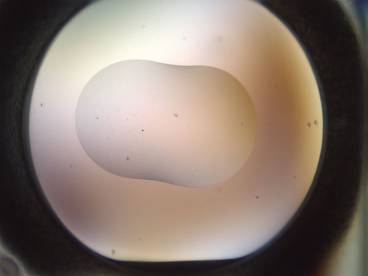 folderID925_plateID1925_batchID8296_wellNum70_profileID1_d1_r128843_ef.jpg