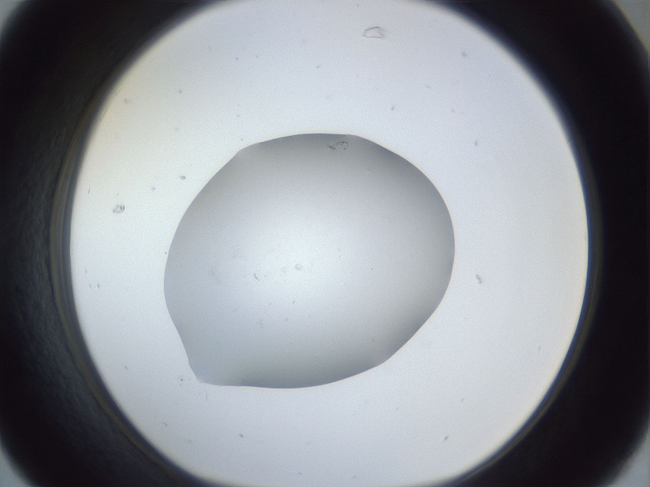 folderID925_plateID925_batchID1213_wellNum31_profileID1_d1_r33543_ef.jpg