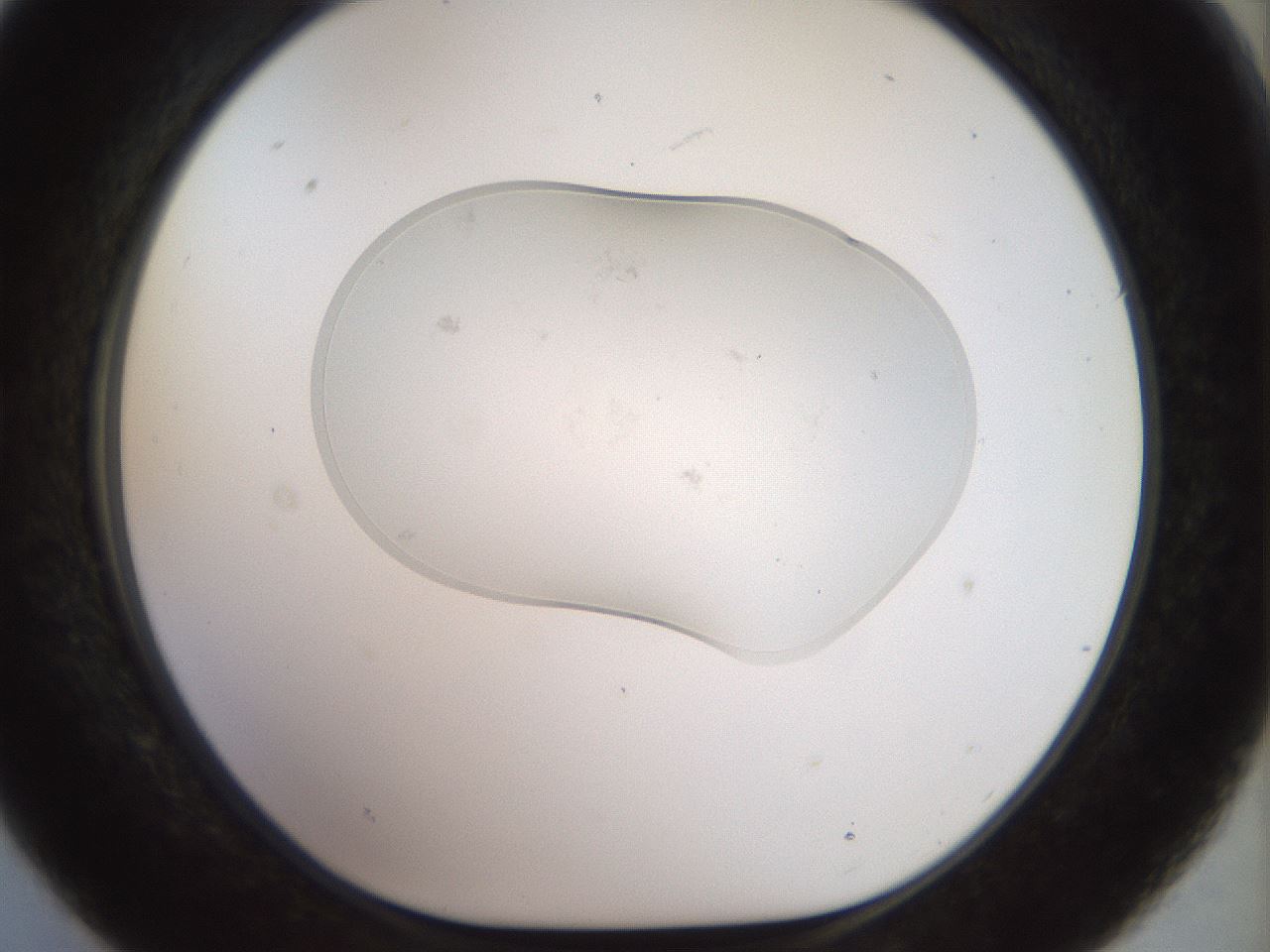 folderID926_plateID1926_batchID8293_wellNum21_profileID1_d1_r128506_ef.jpg
