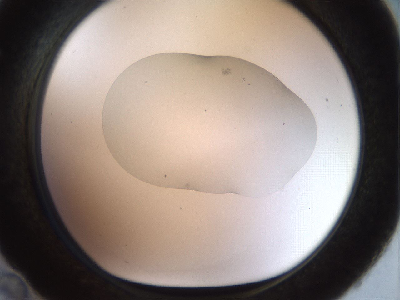 folderID926_plateID1926_batchID8293_wellNum36_profileID1_d1_r128521_ef.jpg
