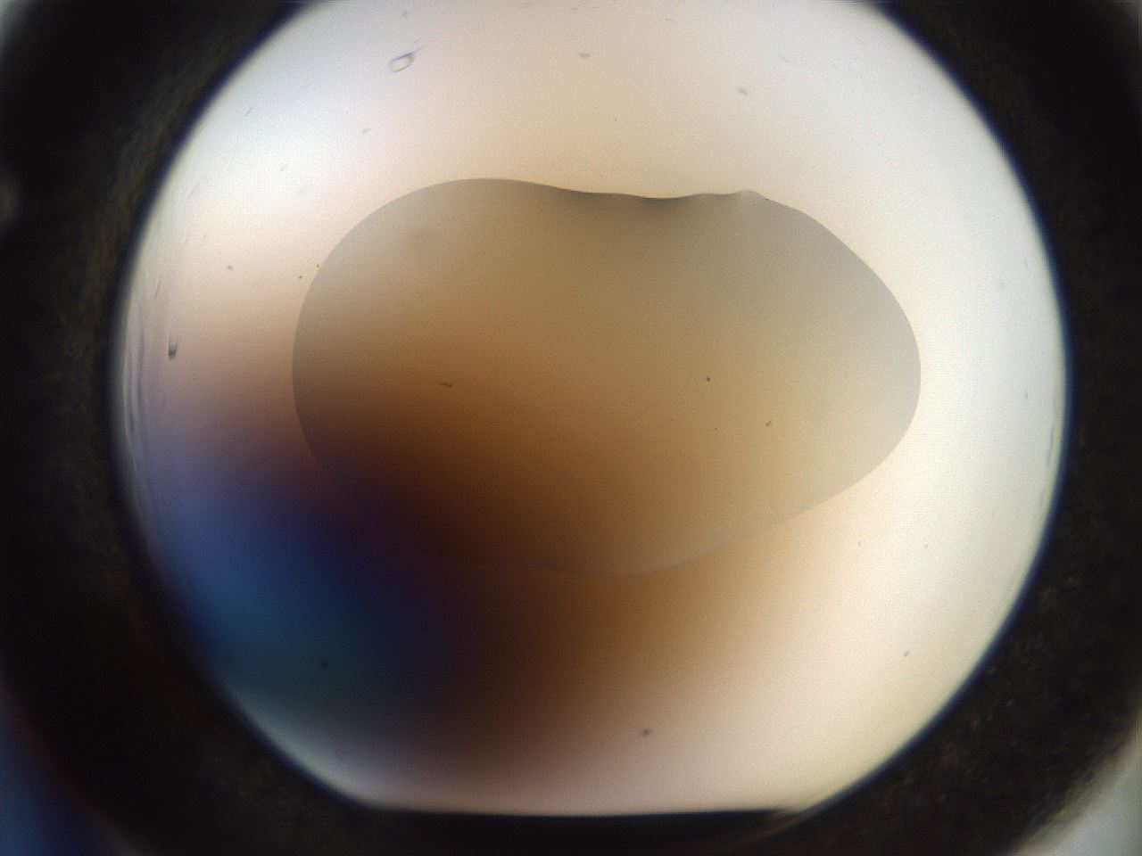 folderID927_plateID1927_batchID8295_wellNum66_profileID1_d1_r128743_ef.jpg