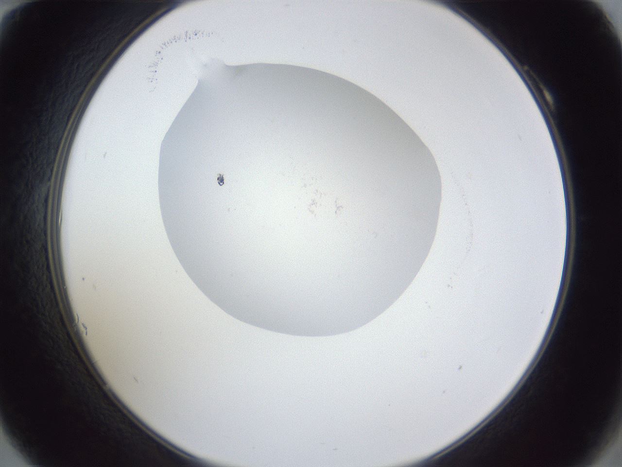 folderID927_plateID927_batchID1214_wellNum10_profileID1_d2_r33718_ef.jpg