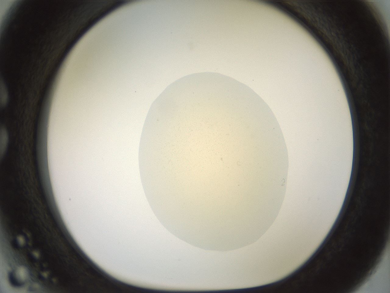 folderID932_plateID1932_batchID8236_wellNum27_profileID1_d1_r128939_ef.jpg