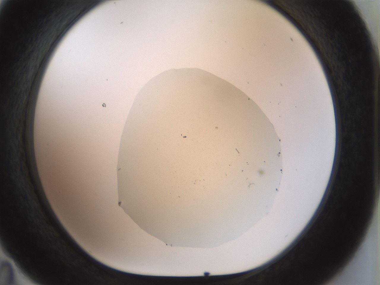 folderID932_plateID1932_batchID8254_wellNum35_profileID1_d1_r128947_ef.jpg