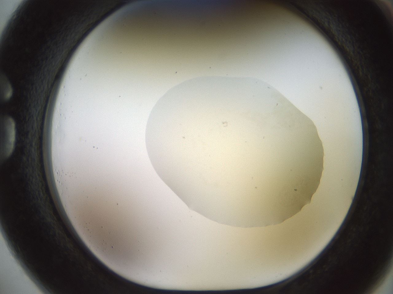 folderID932_plateID1932_batchID8254_wellNum73_profileID1_d1_r128985_ef.jpg