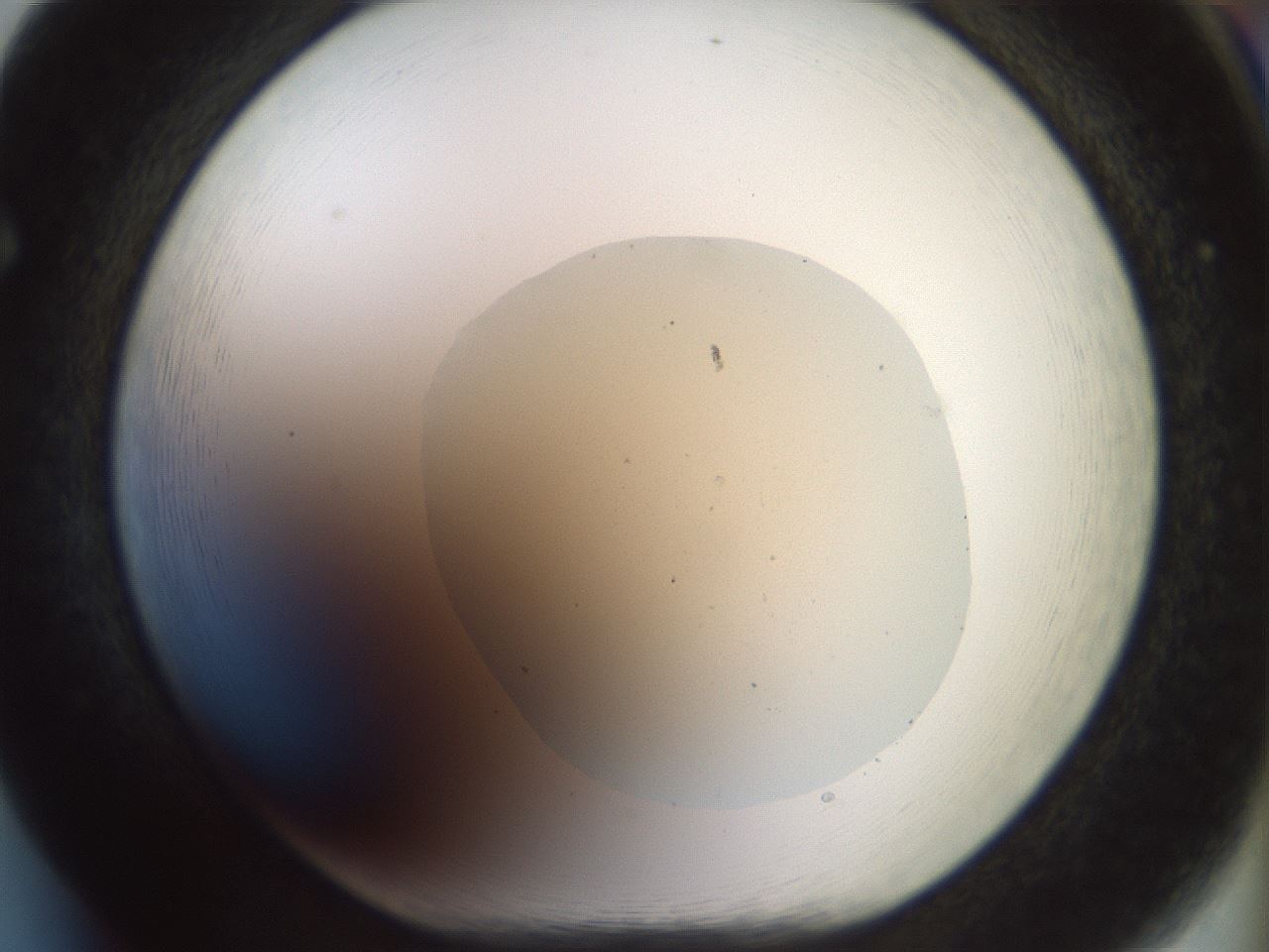 folderID932_plateID1932_batchID8307_wellNum65_profileID1_d1_r128977_ef.jpg
