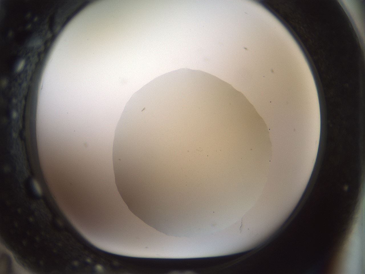 folderID932_plateID1932_batchID8307_wellNum71_profileID1_d1_r128983_ef.jpg
