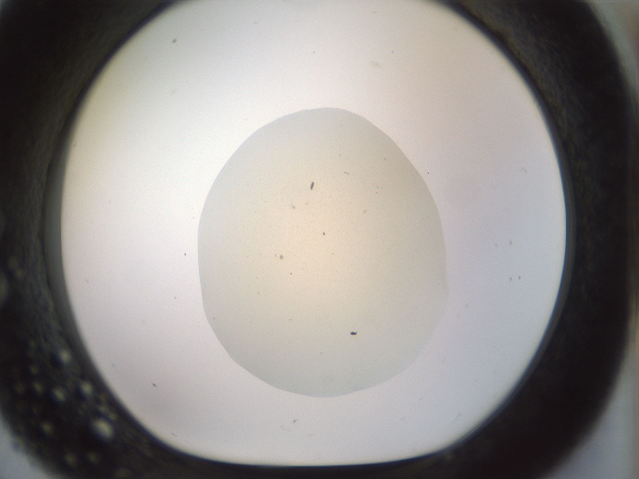 folderID932_plateID1932_batchID8336_wellNum33_profileID1_d1_r128945_ef.jpg