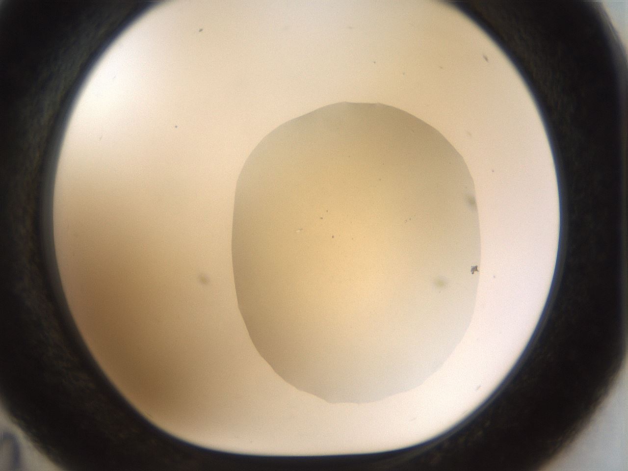 folderID933_plateID1933_batchID8219_wellNum35_profileID1_d1_r129043_ef.jpg
