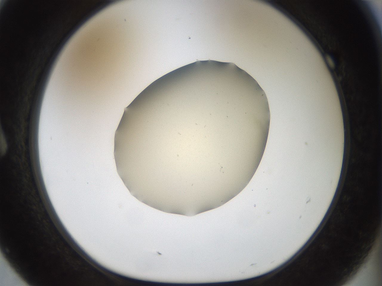 folderID933_plateID1933_batchID8337_wellNum7_profileID1_d1_r129015_ef.jpg