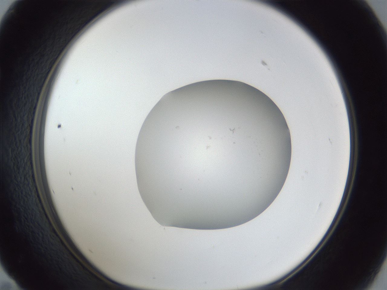 folderID934_plateID934_batchID1156_wellNum59_profileID1_d1_r34583_ef.jpg