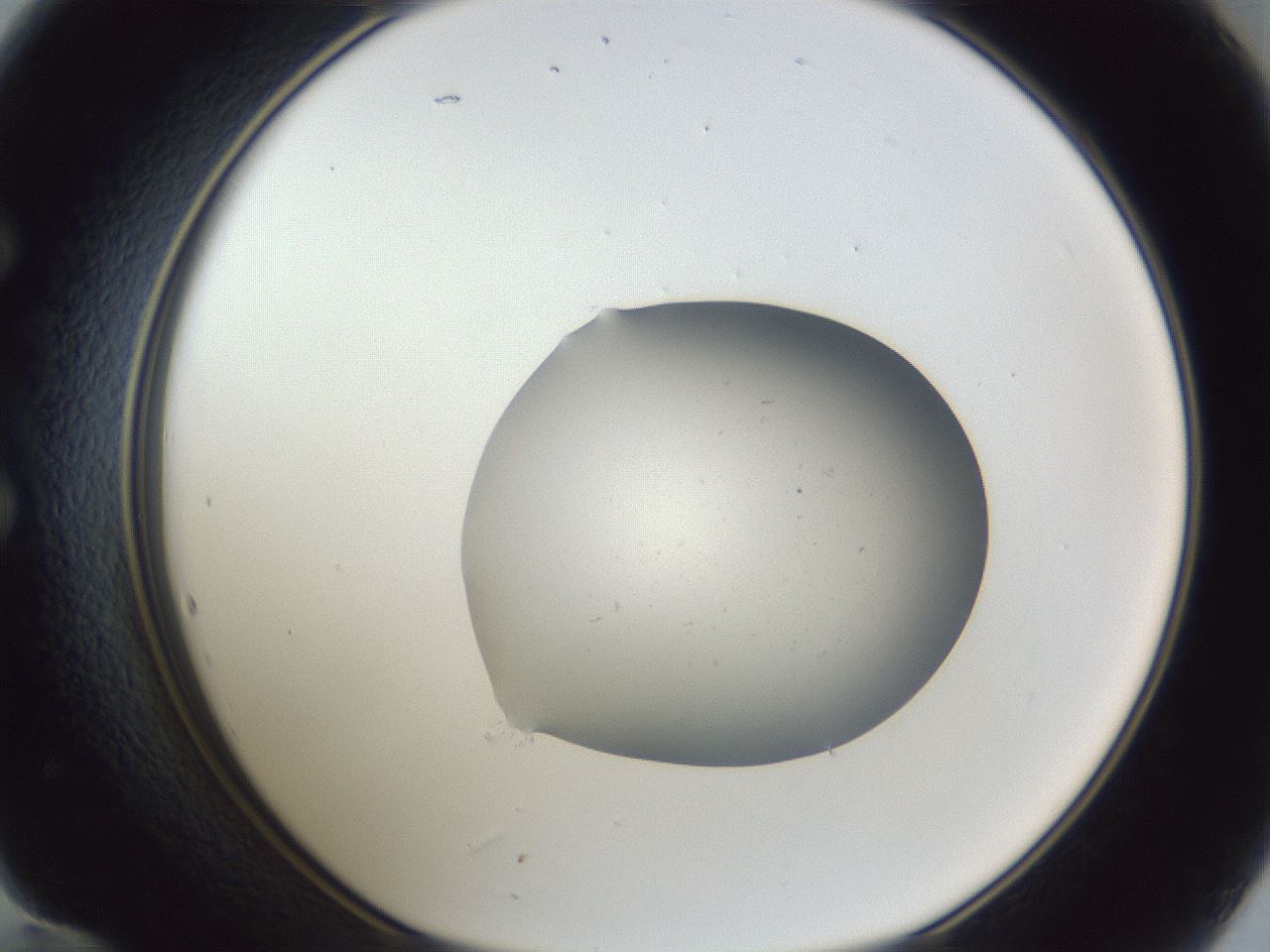 folderID934_plateID934_batchID1156_wellNum60_profileID1_d1_r34585_ef.jpg