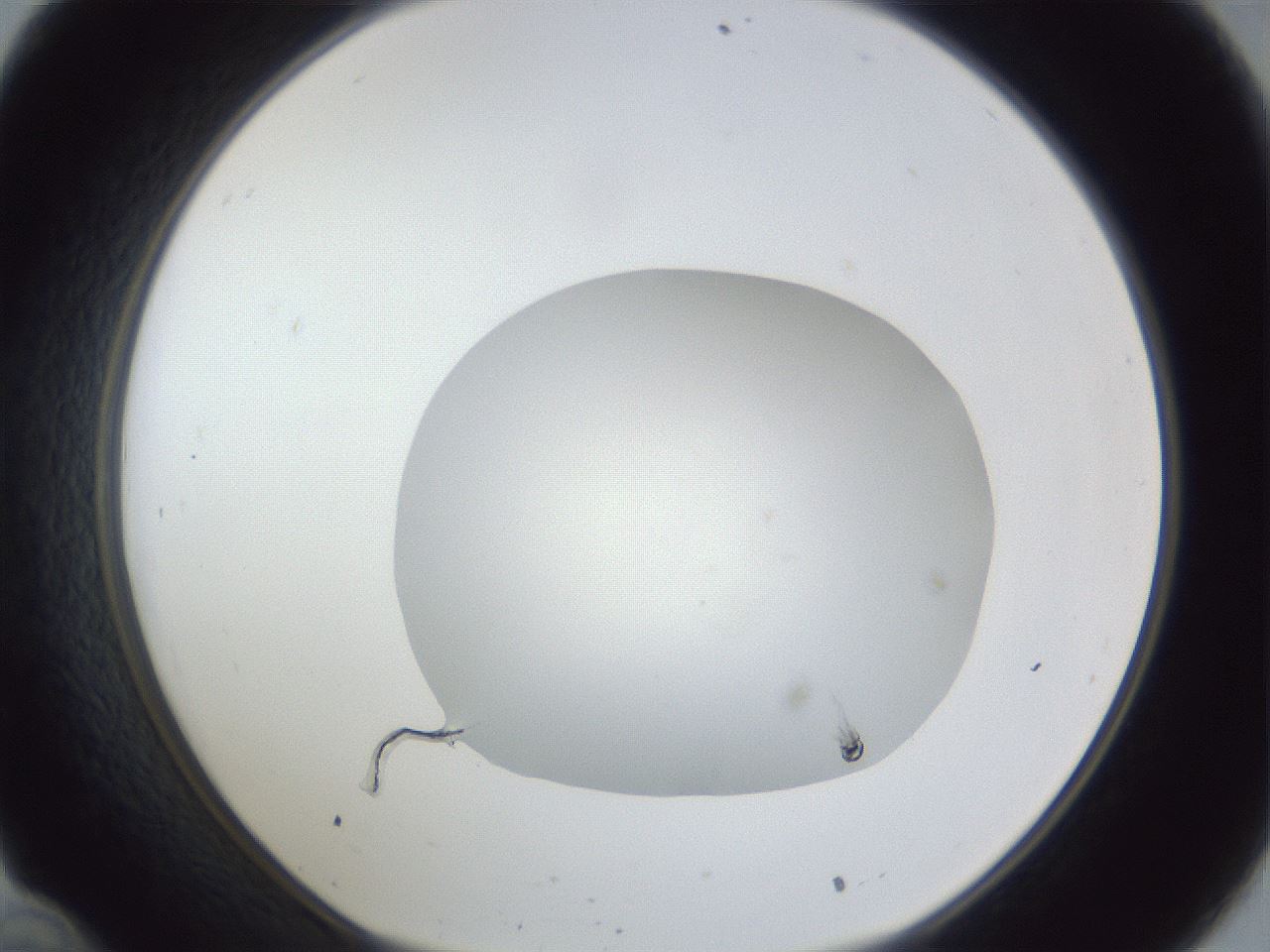 folderID934_plateID934_batchID1279_wellNum34_profileID1_d1_r34533_ef.jpg