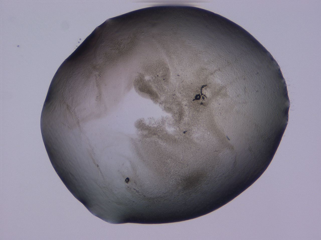 04cs_D10_ImagerDefaults_3.jpg