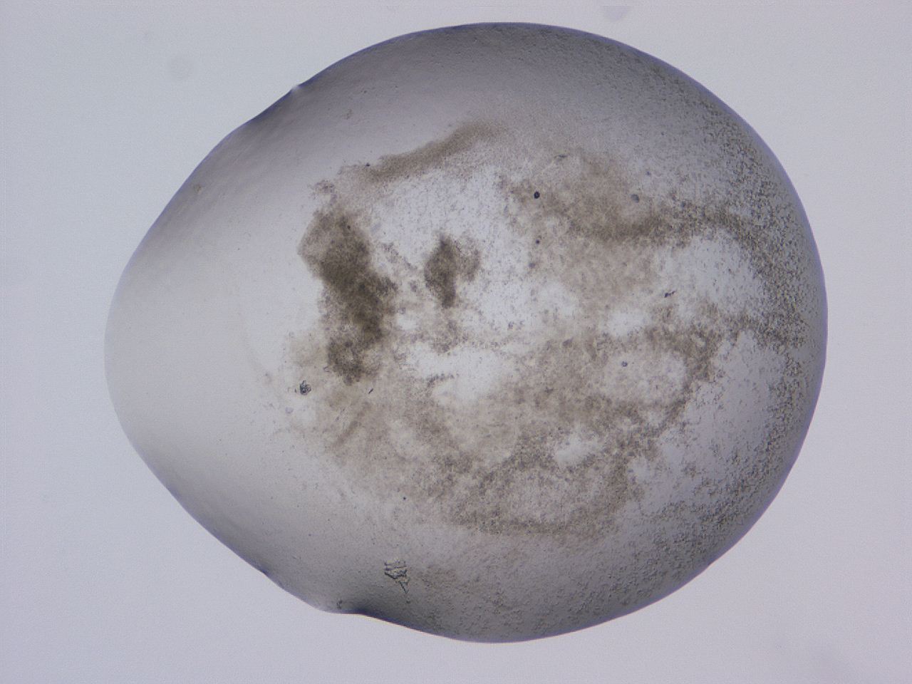 04cs_D11_ImagerDefaults_3.jpg