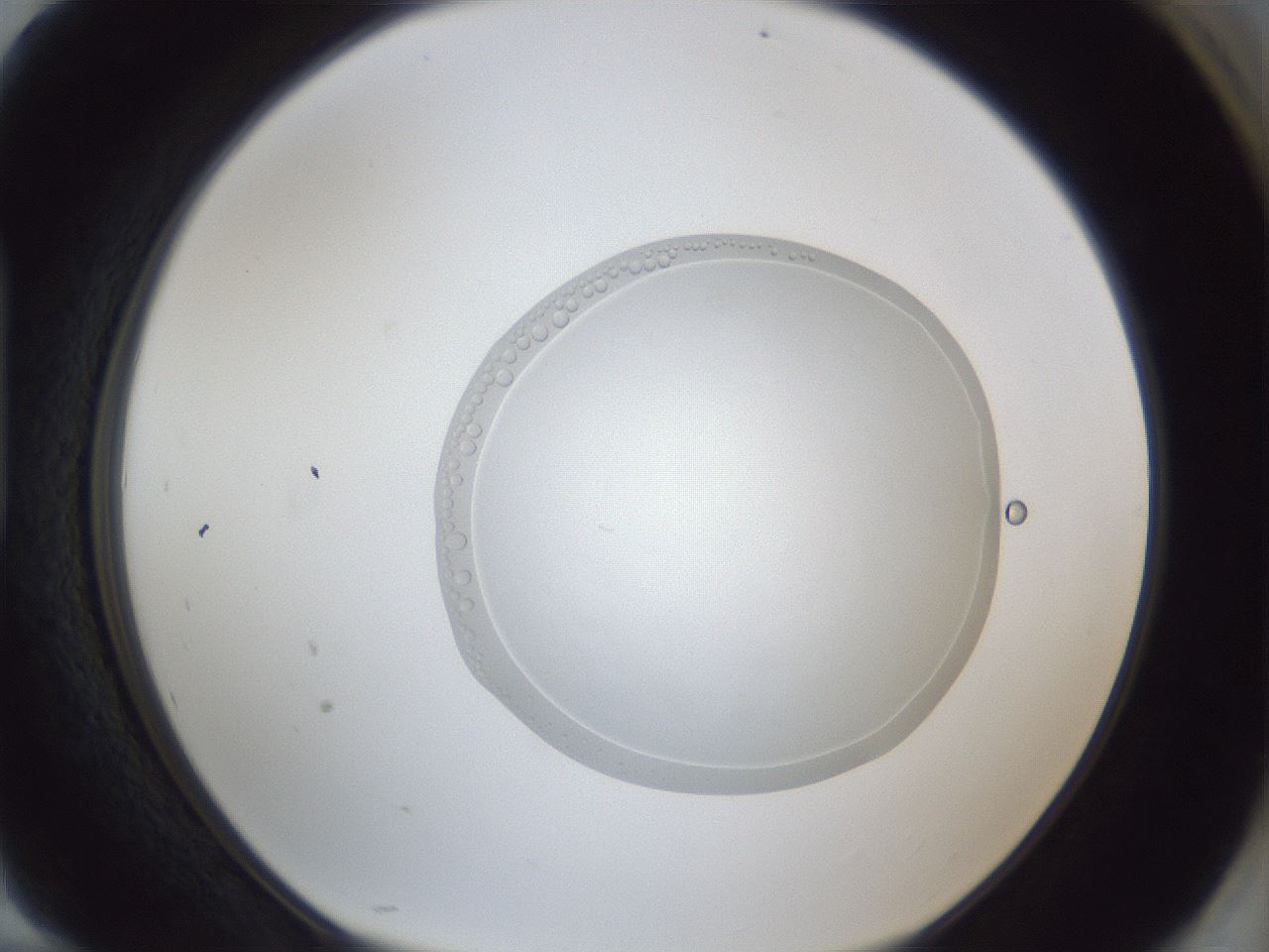 folderID936_plateID936_batchID1544_wellNum94_profileID1_d1_r35037_ef.jpg