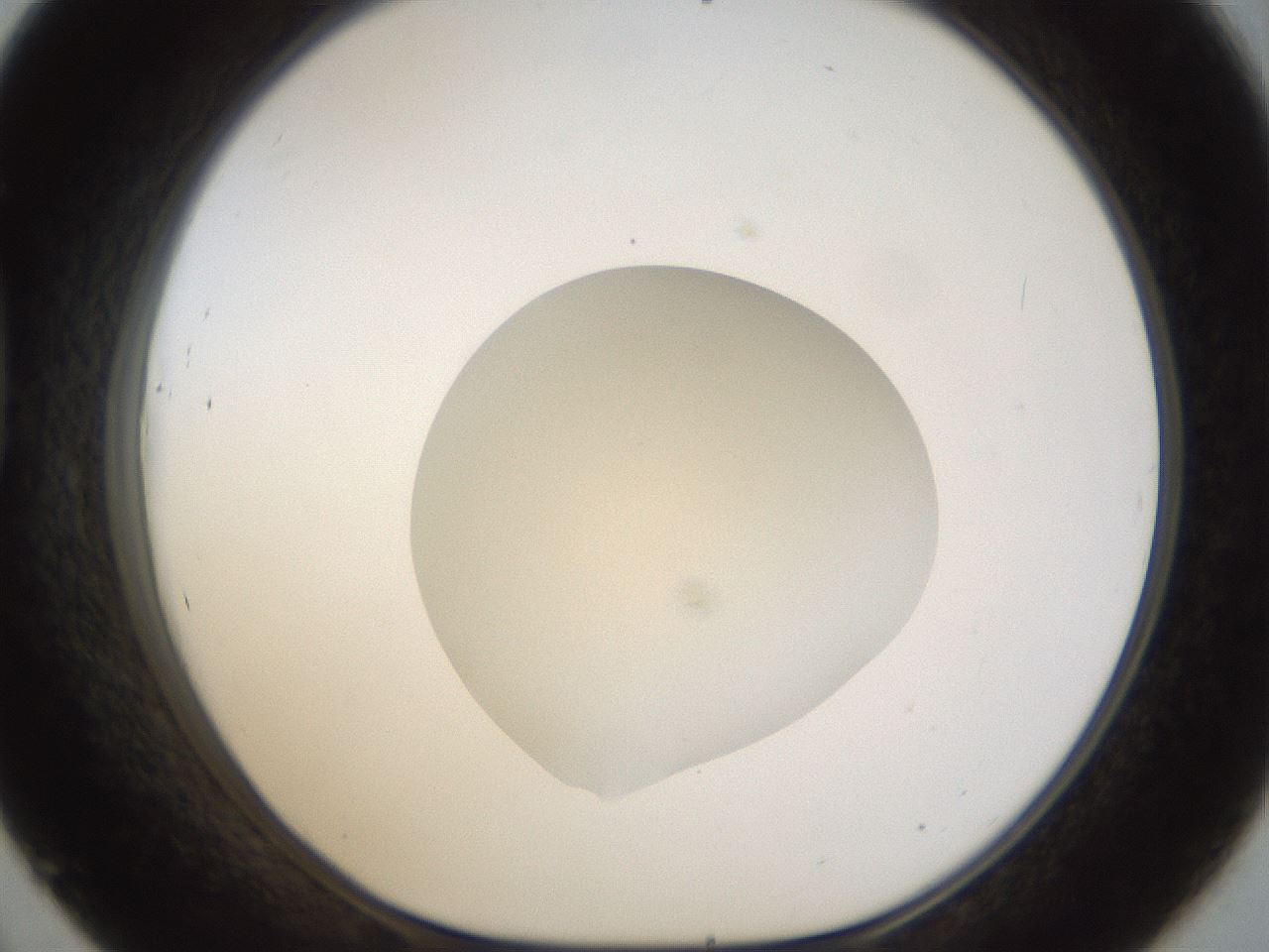 folderID939_plateID939_batchID1564_wellNum45_profileID1_d1_r35087_ef.jpg