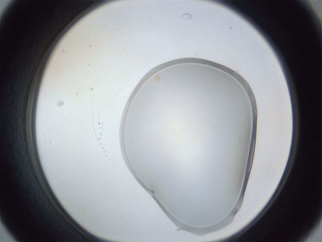 folderID93_plateID1093_batchID3125_wellNum31_profileID1_d1_r48625_ef.jpg