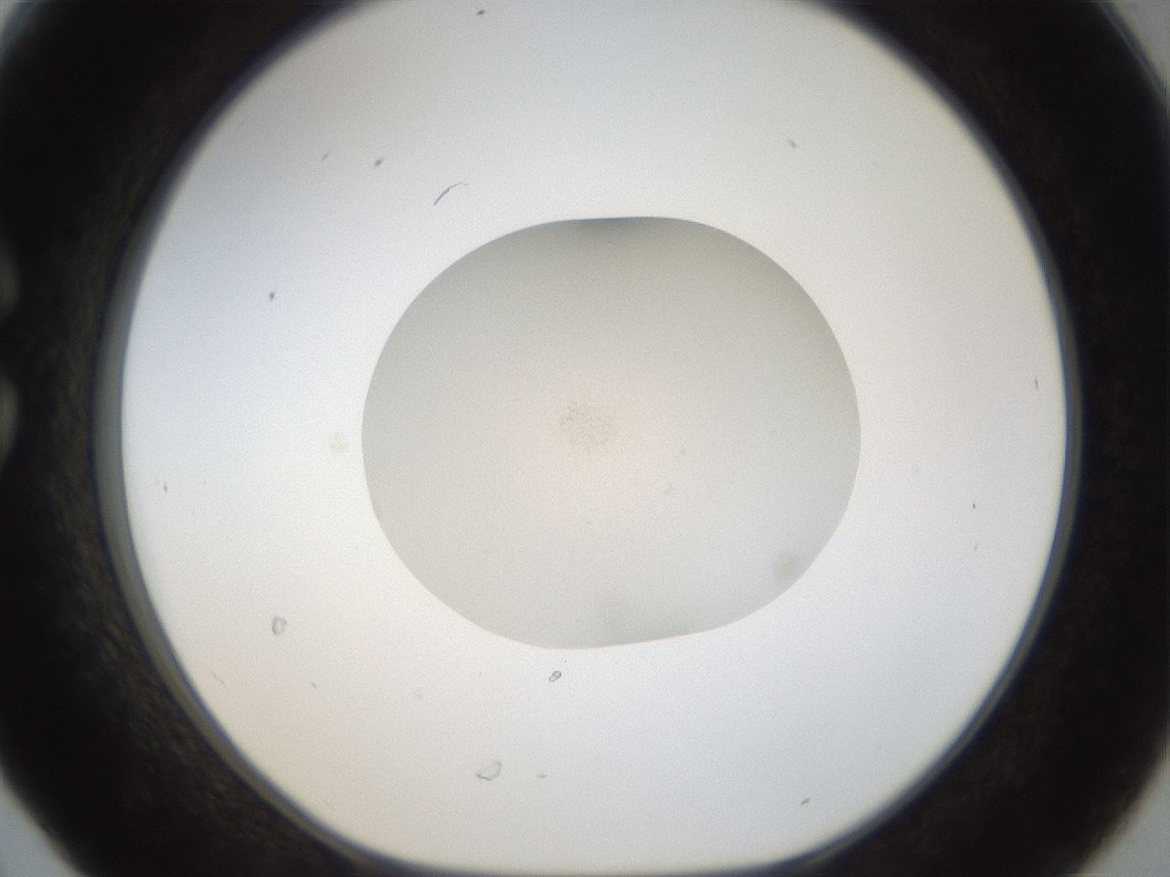 folderID940_plateID940_batchID1205_wellNum30_profileID1_d1_r35360_ef.jpg
