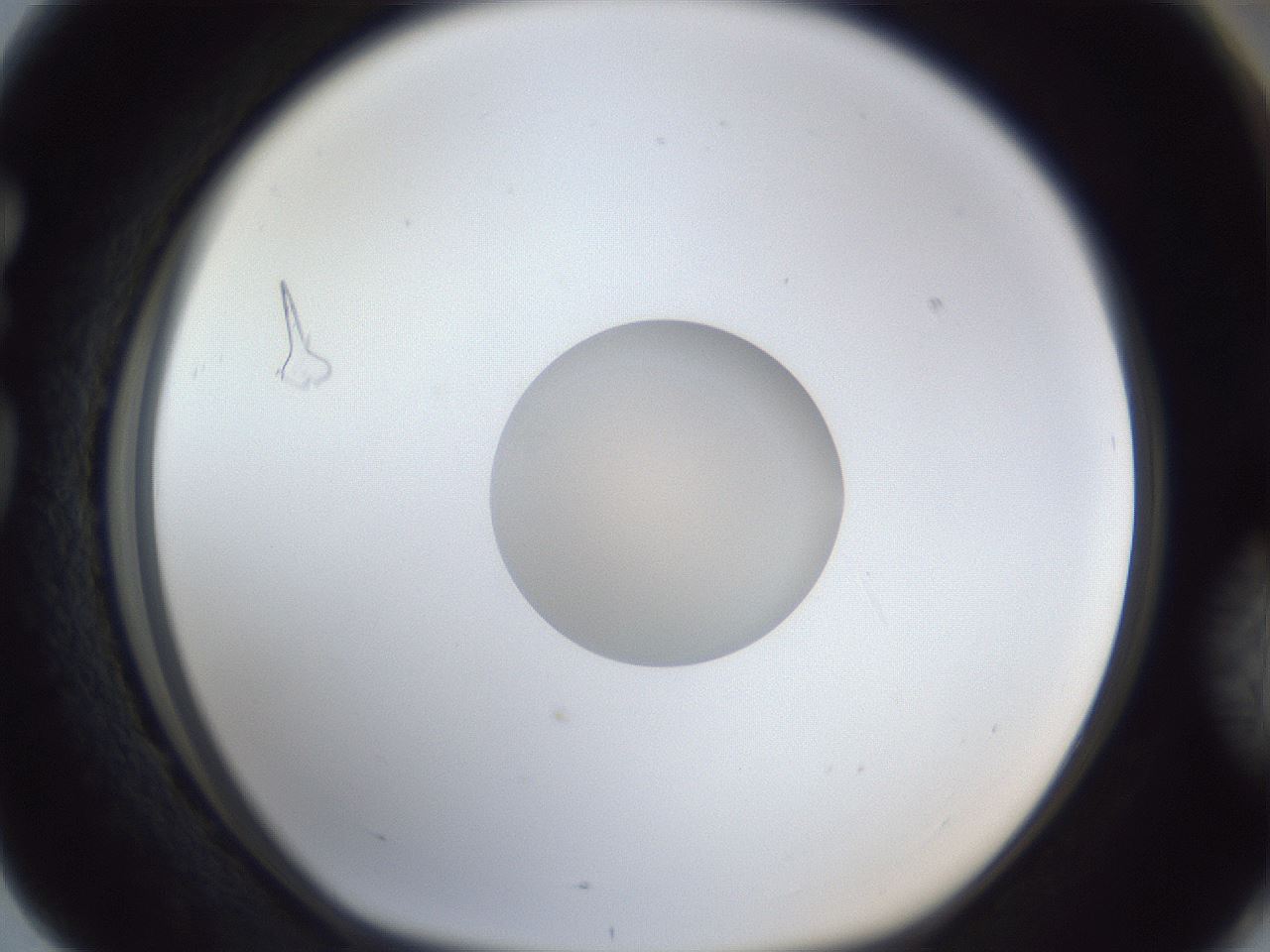 folderID943_plateID943_batchID1147_wellNum76_profileID1_d1_r35502_ef.jpg