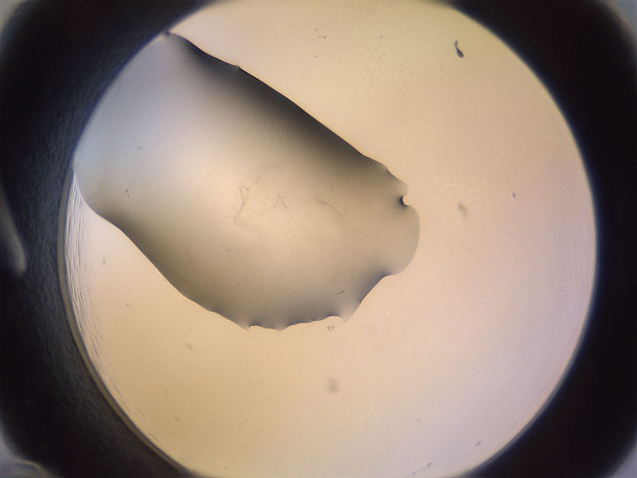 folderID948_plateID2948_batchID15842_wellNum12_profileID1_d1_r243229_ef.jpg