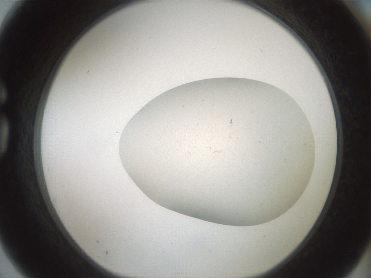 folderID949_plateID2949_batchID15810_wellNum75_profileID1_d1_r243100_ef.jpg