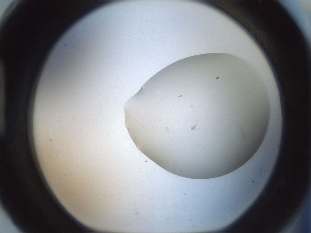 folderID949_plateID2949_batchID15945_wellNum92_profileID1_d1_r243117_ef.jpg