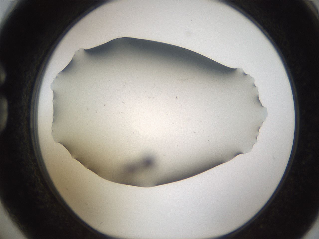 folderID950_plateID2950_batchID15893_wellNum74_profileID1_d1_r243401_ef.jpg