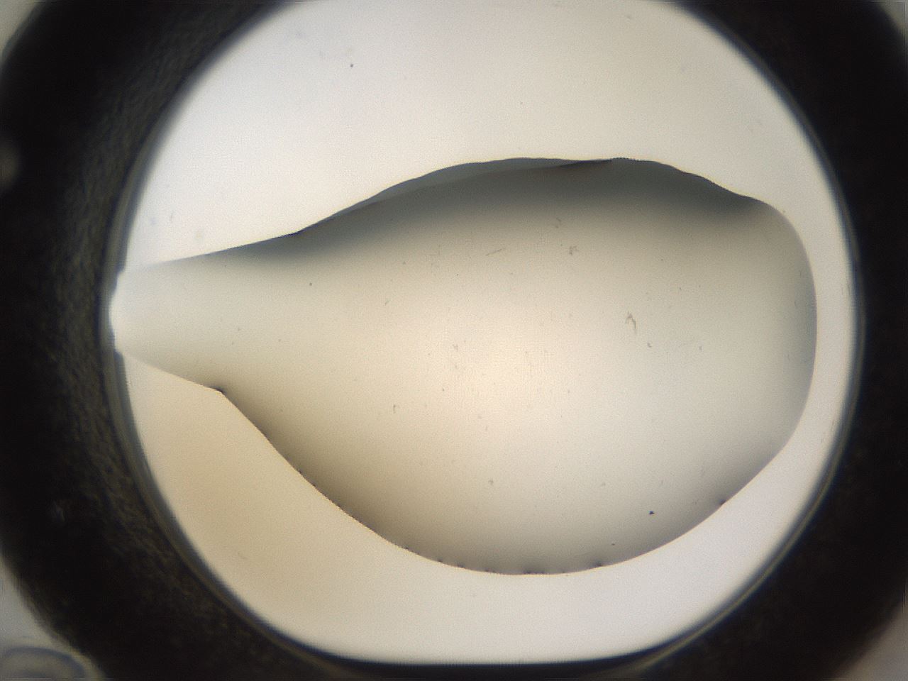 folderID950_plateID2950_batchID16207_wellNum72_profileID1_d1_r243399_ef.jpg