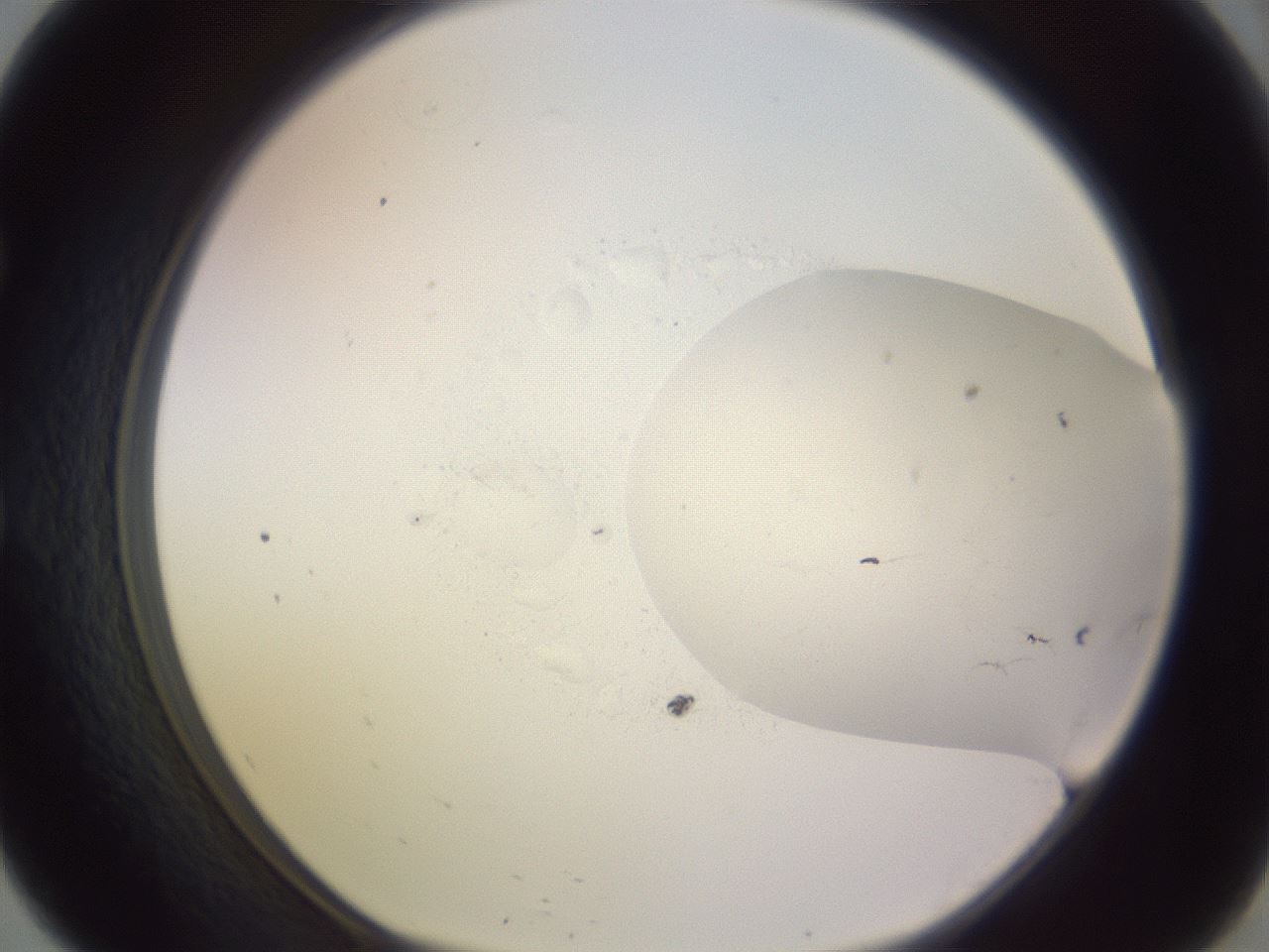 folderID951_plateID2951_batchID16213_wellNum57_profileID1_d1_r243576_ef.jpg