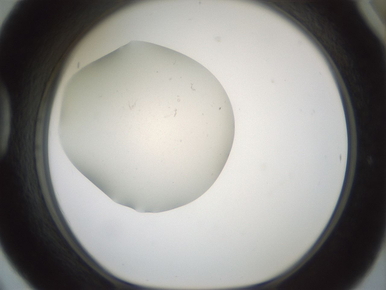 folderID952_plateID2952_batchID15892_wellNum42_profileID1_d1_r243465_ef.jpg