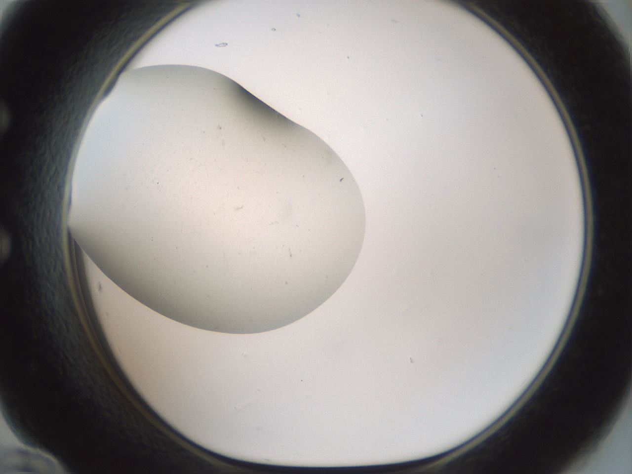 folderID952_plateID2952_batchID15912_wellNum60_profileID1_d1_r243483_ef.jpg