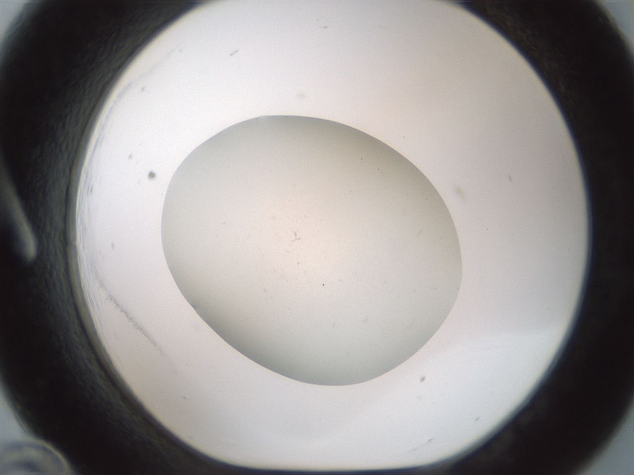 folderID952_plateID2952_batchID16032_wellNum12_profileID1_d1_r243435_ef.jpg